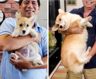 Illustration de l'article : 10 photos de chats et de chiens qui ont grandi de manière impressionnante