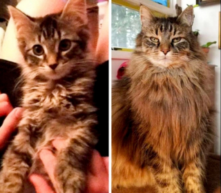 Illustration de l'article : 10 photos de chats et de chiens qui ont grandi de manière impressionnante