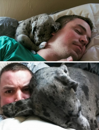 Illustration de l'article : 10 photos de chats et de chiens qui ont grandi de manière impressionnante