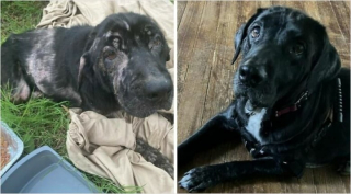 Illustration de l'article : 10 photos de chiens métamorphosés par leur sauvetage