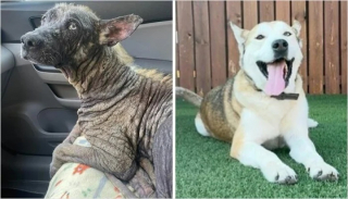 Illustration de l'article : 10 photos de chiens métamorphosés par leur sauvetage