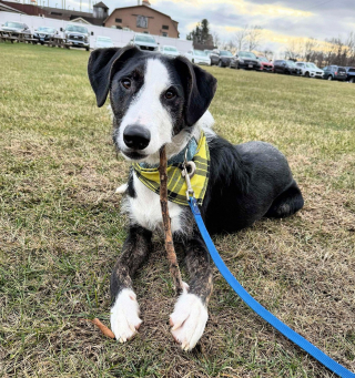 Illustration de l'article : Rendu au refuge à cause du travail de son maître, ce chien au cœur brisé rêve d’un nouveau départ (vidéo)