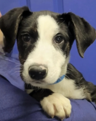 Illustration de l'article : Rendu au refuge à cause du travail de son maître, ce chien au cœur brisé rêve d’un nouveau départ (vidéo)