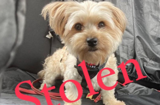 Illustration de l'article : Après s’être absentée de sa voiture sans avoir verrouillé les portes, une femme constate avec effroi que l’un de ses 3 chiens manque à l’appel