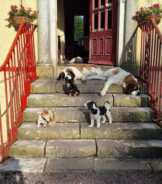 Illustration de l'article : Après s’être absentée de sa voiture sans avoir verrouillé les portes, une femme constate avec effroi que l’un de ses 3 chiens manque à l’appel