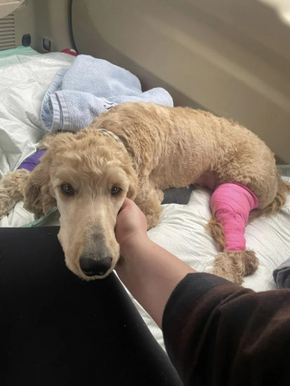 Illustration de l'article : Un couple dépense sans compter pour soigner une chienne blessée trouvée au bord d’une route