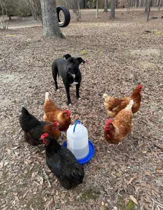 Illustration de l'article : Une chienne anxieuse se détend immédiatement quand elle découvre l’identité de sa nouvelle vétérinaire (vidéo)