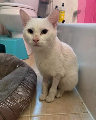 Illustration de l'article : Un chat bless&eacute; suit les passants dans l&rsquo;espoir d&rsquo;&ecirc;tre enfin sauv&eacute;