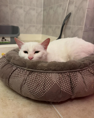 Illustration de l'article : Un chat bless&eacute; suit les passants dans l&rsquo;espoir d&rsquo;&ecirc;tre enfin sauv&eacute;