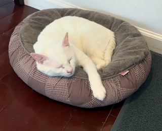 Illustration de l'article : Un chat bless&eacute; suit les passants dans l&rsquo;espoir d&rsquo;&ecirc;tre enfin sauv&eacute;