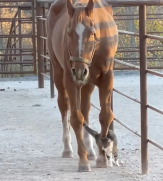 Illustration de l'article : Ce chat de grange est devenu le meilleur ami d’un cheval âgé (vidéo)