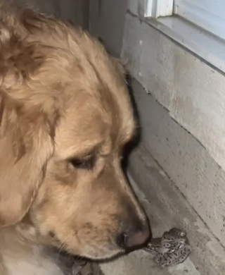 Illustration de l'article : Ce Golden Retriever protecteur prend soin d’une grenouille lors d’un orage (vidéo)