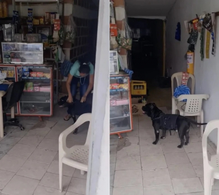 Illustration de l'article : Cette chienne fid&egrave;le fait les courses pour sa ma&icirc;tresse qui ne peut plus marcher (vid&eacute;o)