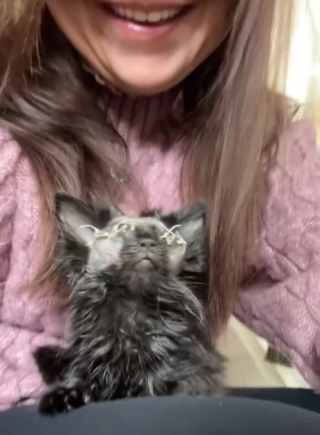 Illustration de l'article : Ce chaton aveugle surmonte son handicap grâce à l’amour de son humaine (vidéo)