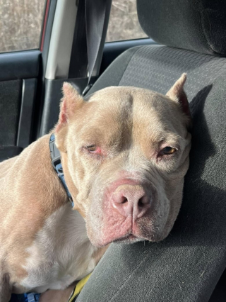 Illustration de l'article : Des enfants au grand cœur adoptent un vieux chien oublié dans un refuge