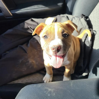 Illustration de l'article : 10 chiens qui découvrent le plaisir d’avoir enfin un foyer