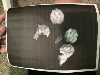 Illustration de l'article : Un chat joue avec une imprimante et crée une œuvre d’art inattendue