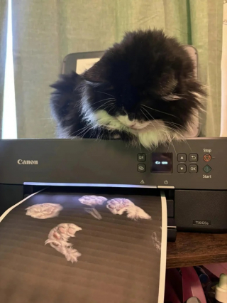 Illustration de l'article : Un chat joue avec une imprimante et crée une œuvre d’art inattendue