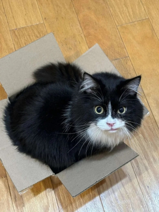 Illustration de l'article : Un chat joue avec une imprimante et crée une œuvre d’art inattendue