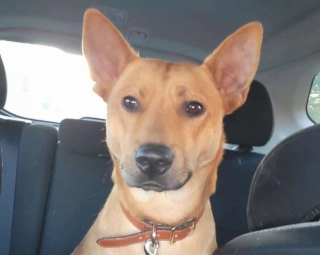 Illustration de l'article : 2 enfants en bas âge et leur mère sauvés d’un incendie par leur chien de refuge