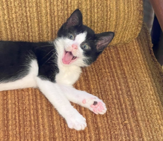 Illustration de l'article : Ce minuscule chaton de 6 semaines est sauvé par des bénévoles et trouve son meilleur ami