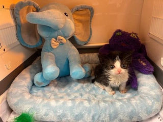 Illustration de l'article : Ce minuscule chaton de 6 semaines est sauvé par des bénévoles et trouve son meilleur ami