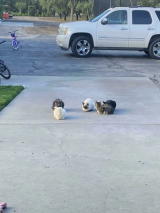 Illustration de l'article : 12 photos de chat qui adorent être en bande