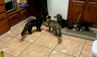 Illustration de l'article : 12 photos de chat qui adorent être en bande