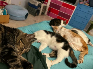 Illustration de l'article : 12 photos de chat qui adorent être en bande