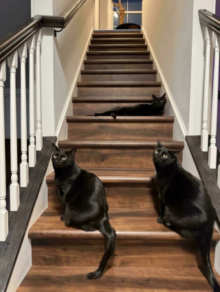 Illustration de l'article : 12 photos de chat qui adorent être en bande