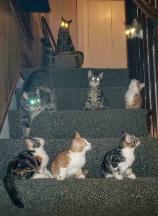 Illustration de l'article : 12 photos de chat qui adorent être en bande