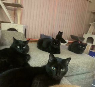 Illustration de l'article : 12 photos de chat qui adorent être en bande