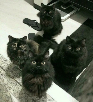 Illustration de l'article : 12 photos de chat qui adorent être en bande