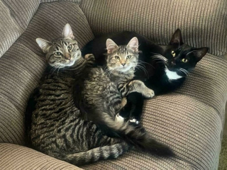 Illustration de l'article : 12 photos de chat qui adorent être en bande