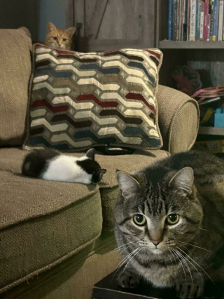 Illustration de l'article : 12 photos de chat qui adorent être en bande