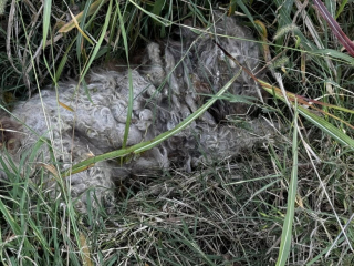 Illustration de l'article : Un chien errant depuis plus de 8 mois est enfin sauvé par des bienfaiteurs