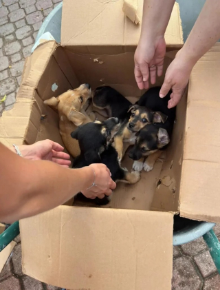 Illustration de l'article : Des chiots assoiffés enfermés dans une boîte en carton sont retrouvés in extremis