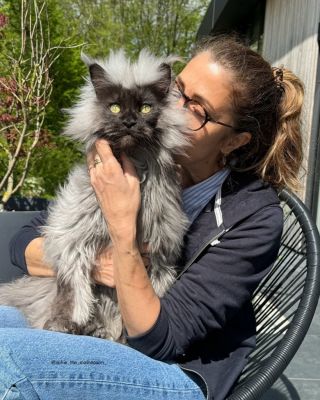 Illustration de l'article : Ce Main Coon découvre l’herbe à chat pour la première fois (vidéo)