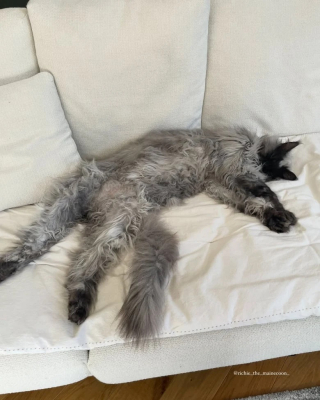 Illustration de l'article : Ce Main Coon découvre l’herbe à chat pour la première fois (vidéo)