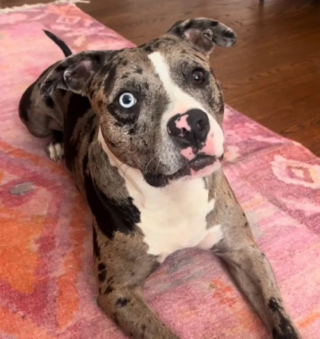 Illustration de l'article : Cette chienne de refuge est élue “chien sauvé le plus mignon du monde” 2 ans après son sauvetage