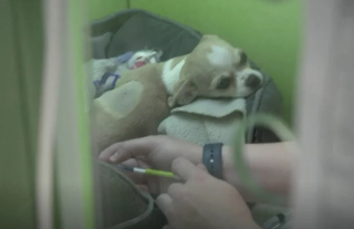 Illustration de l'article : Un vétérinaire tente une opération délicate pour sauver un chiot de 3 mois condamné par la maladie