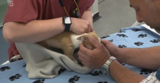 Illustration de l'article : Un vétérinaire tente une opération délicate pour sauver un chiot de 3 mois condamné par la maladie