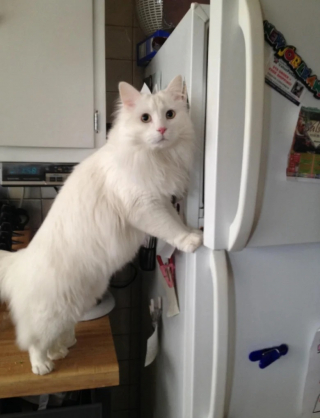 Illustration de l'article : 10 chiens et chats surpris en train de faire une grosse bêtise