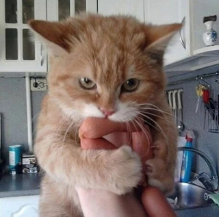 Illustration de l'article : 10 chiens et chats surpris en train de faire une grosse bêtise