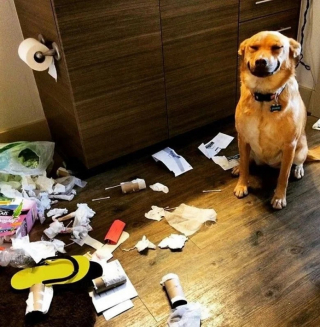 Illustration de l'article : 10 chiens et chats surpris en train de faire une grosse bêtise