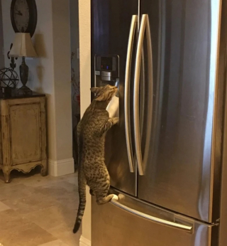 Illustration de l'article : 10 chiens et chats surpris en train de faire une grosse bêtise