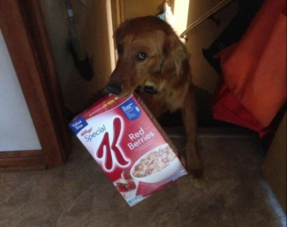 Illustration de l'article : 10 chiens et chats surpris en train de faire une grosse bêtise