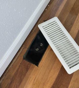 Illustration de l'article : 10 photos de chats mignons pris en flagrant délit