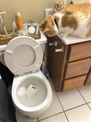 Illustration de l'article : 10 photos de chats mignons pris en flagrant délit