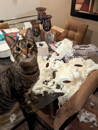 Illustration de l'article : 10 photos de chats mignons pris en flagrant délit